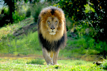 Male Lion walking in a stalking manner directly towards the camera. 