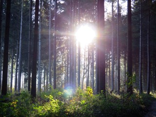 Sun Shining Through Trees In Forest