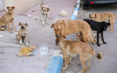 A flock of stray dogs.