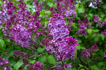 Fototapeta na wymiar Vibrant blooms of beautiful and fragrant Persian lilac blossoms (syringa persica), with defocused background