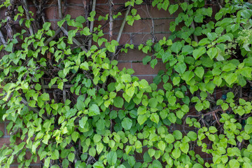 Closeup of Green ivy over an old brick wall.