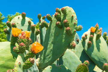 Yellow flower of cactus prickly pear