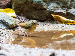 The female Siberian Blue Robin (Luscinia cyane) is a slender, long-legged songbird with a “crouched” profile with warm brown plumage with blue-tinted rump and whitish underparts.
