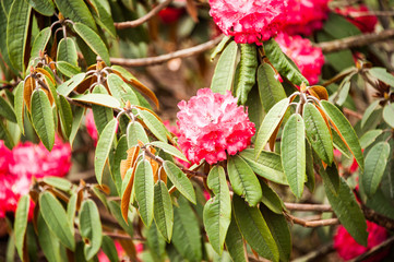 Rhododendron tree os beautiful
