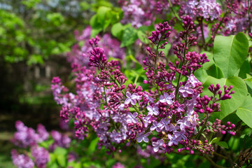 Vibrant blooms of beautiful and fragrant Persian lilac blossoms (syringa persica), with defocused background