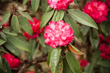 Close-up to red Rhododendron.