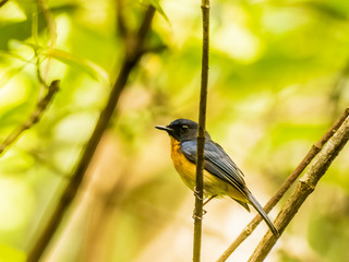 Mangrove Blue Flycatcher (Cyornis rufigastra) perched on a branch in side profile. Both sexes have bright orange underparts and bright blue upperparts with a darker patch around the face.