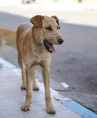 A flock of stray dogs.