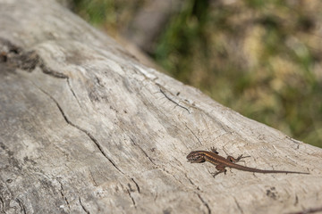 little lizard staying on wood