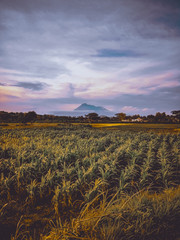 sunset over the field