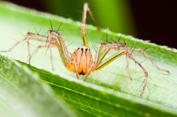 A spider with thorny legs walking on leaves.