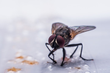Flies trapped by glue Can't fly anywhere