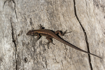 little lizard staying on wood