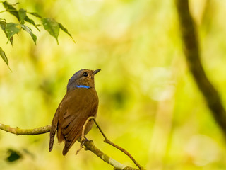 Female Large Niltava (Niltava grandis) perched on a branch. Note it is missing its tail. Dark brown bird with rusty tones in the wings and an iridescent blue patch on its neck.