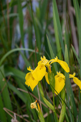 A closeup of a yellow Iris blooming in the marsh.   Vancouver BC Canada
