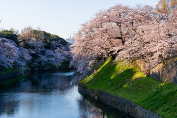 満開のソメイヨシノの桜咲く千鳥ヶ淵