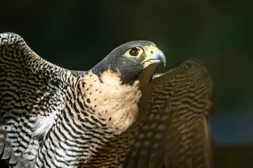 Falcon portrait close up from the side