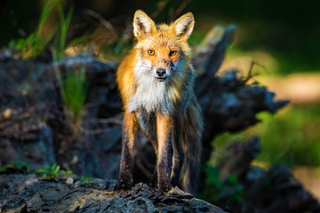 Portrait of cute wild fox in the forest hunting
