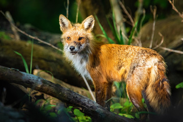 Portrait of cute wild fox in the forest hunting