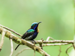 Male Copper-throated Sunbird (Leptocoma calcostetha) perching on a branch. A large sunbird completely covered with iridescence and can appear dark all over yet display brilliant colors in good light.