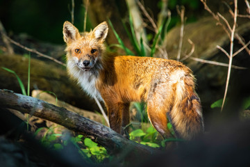 Portrait of cute wild fox in the forest hunting