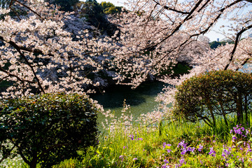 満開のソメイヨシノの桜咲く千鳥ヶ淵
