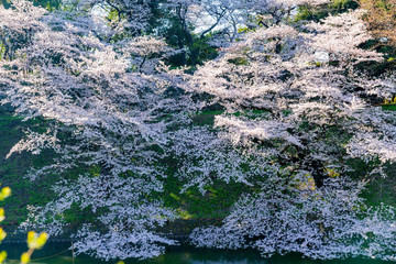 満開のソメイヨシノの桜咲く千鳥ヶ淵