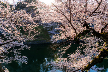 Obraz na płótnie Canvas 満開のソメイヨシノの桜咲く千鳥ヶ淵