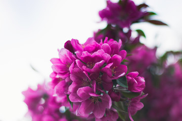 Crabapple Tree Flowers in May