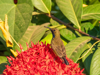 Male Olive-backed Sunbird (Cinnyris jugularis) perched on a red flower. A small honeyeater-like bird with a distinctive down-curved bill, olive and yellow body with an iridescent blue throat.