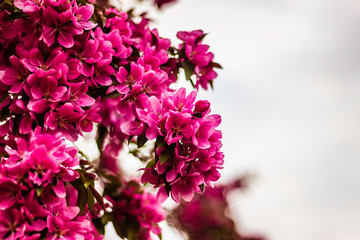 Crabapple Tree Flowers in May