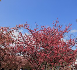 春の風景/河津桜(静岡県)