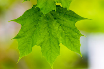 Isolated Hickory Leaf