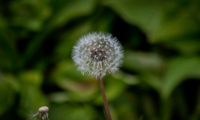 Dandelion Blowball in the Grass