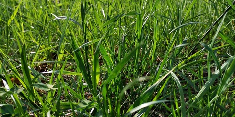 green grass background