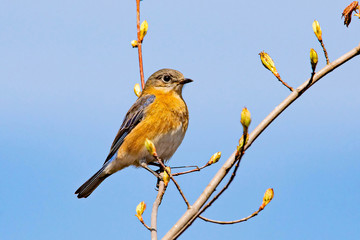 Bluebird portrait close up in spring time