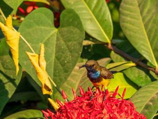 Male Olive-backed Sunbird (Cinnyris jugularis) perched on a red flower. A small honeyeater-like bird with a distinctive down-curved bill, olive and yellow body with an iridescent blue throat.