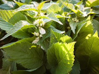 green leaves of grape