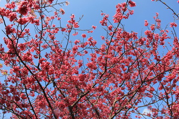 春の風景/河津桜(静岡県)