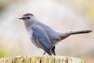 Catbird portrait close up macro in spring backyard