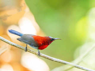Male Crimson Sunbird (Aethopyga siparaja) perching on a branch in side profile. A medium-sized sunbird which has a bright red with a dark gray belly and iridescent blue cap and “moustache”.