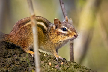 Cute orange chipmunk at sunny spring day