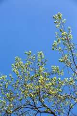 Photo of fresh spring greenery against a beautiful blue sky. Branches of a tree and young green leaves, bottom view.