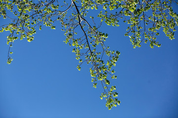 Photo of fresh spring greenery against a beautiful blue sky. Branches of a tree and young green leaves, bottom view.