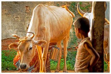 Milking Cow Portrait in Sunshine
