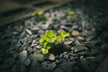 green clover growing from the soil