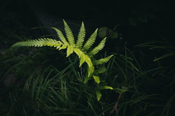 fern leaf in the wind