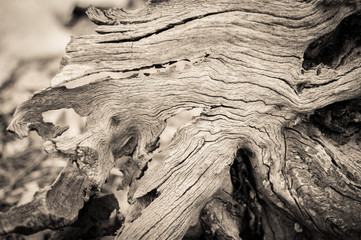 High contrast view of an old stump