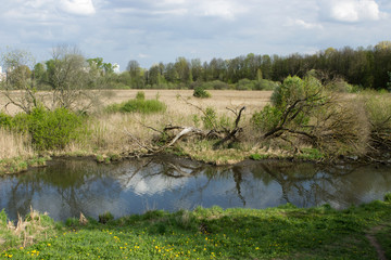A picturesque place by the river on the edge of the city during spring or summer. Trees and driftwood reflected in the water.
