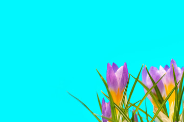 purple crocuses in the corner of the frame on a blue background, lots of space for text